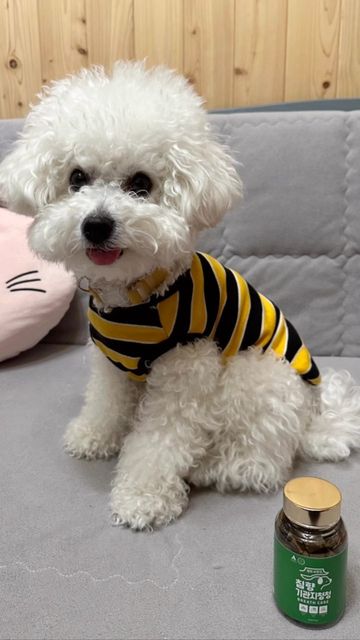 봄 Bom💛 on Instagram: "#광고

기침으로 힘들어하는 봄이를 위해 언니가 서울대 수의통합의학 연구센터에서 만든 침향기관지청청을 선물받았오🐶❤️
초코렛향이나서 맛있는거 이찌❤️

평소 켁켁댐과 호흡질환을 겪는 많은 댕댕이들을 생각해 고심끝에 나온 기관지청청이래💚

#댕이수랏간 #댕이수랏간기관지영양제 #기관지협착증 #거위소리 #켁켁거림 #강아지호흡기영양제 #강아지기관지영양제 #강아지영양제추천"
