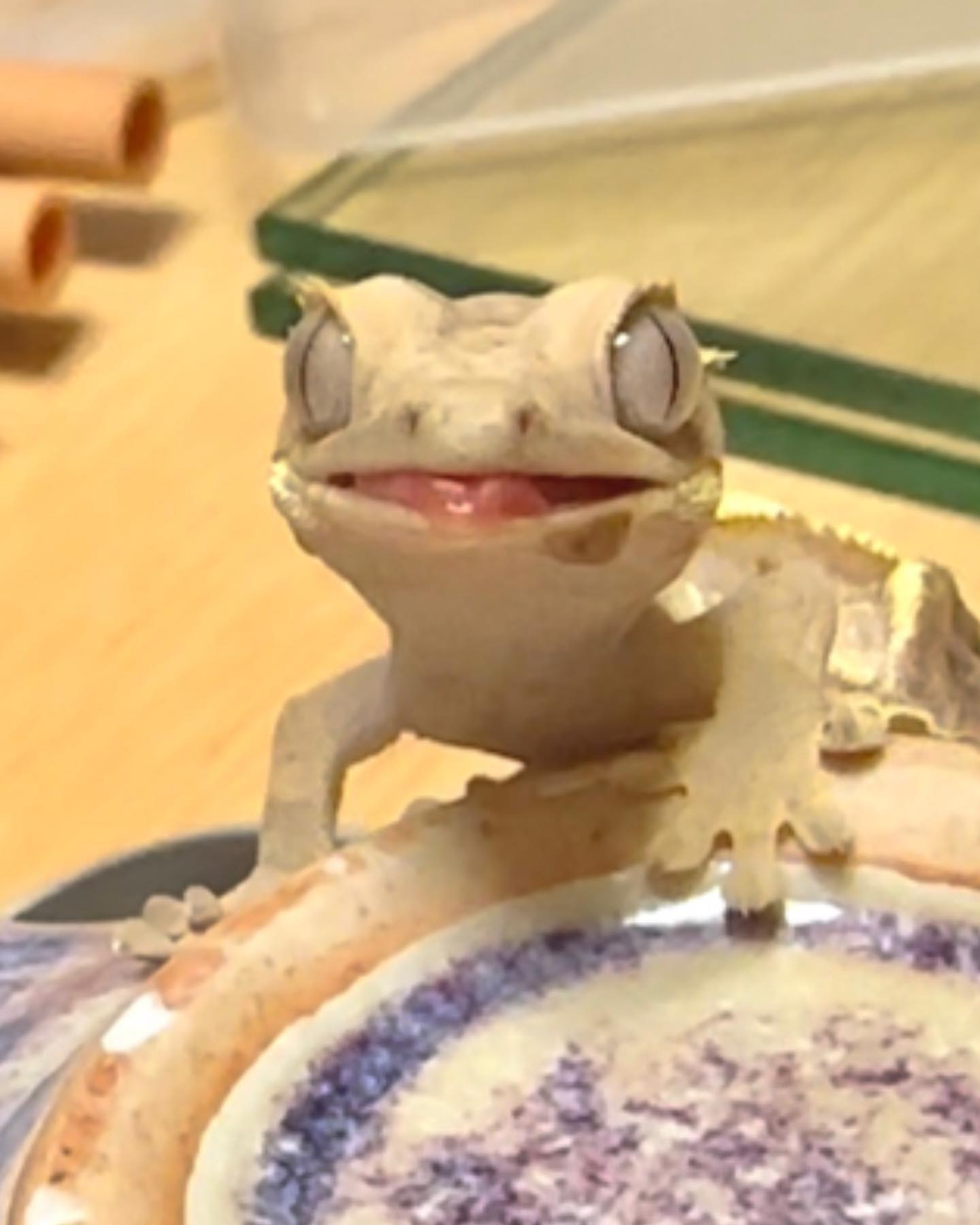 크롱 정면사진