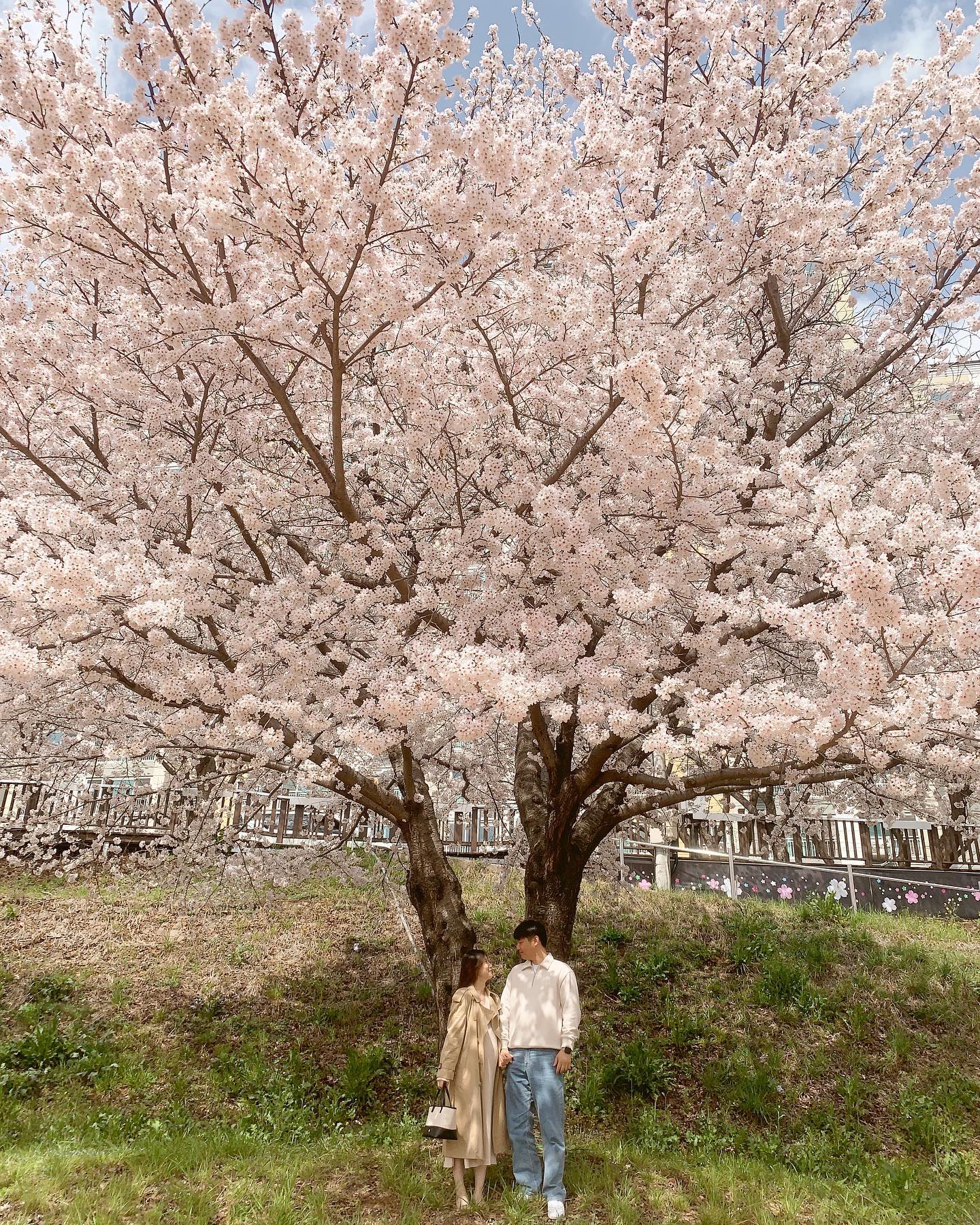 벚꽃 힐링했던 3월 🌸💘