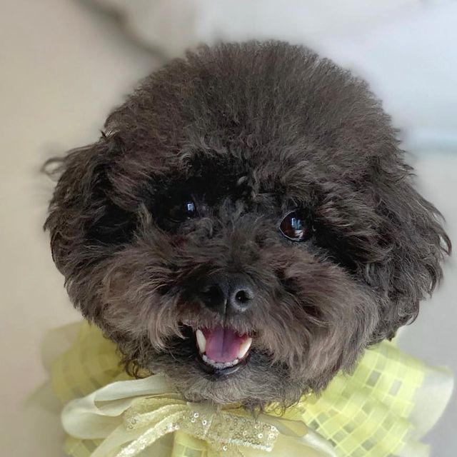 귀요워서 요미 on Instagram: "#광고 호주에서 온 프리미엄 영양제🤎 펫푸드오스트레일리아 햄프씨드 오일 ▫️첨가물 없이 100%호주에서 자란 햄프시드만 사용 ▫️냉압착, 마이크로 필터로