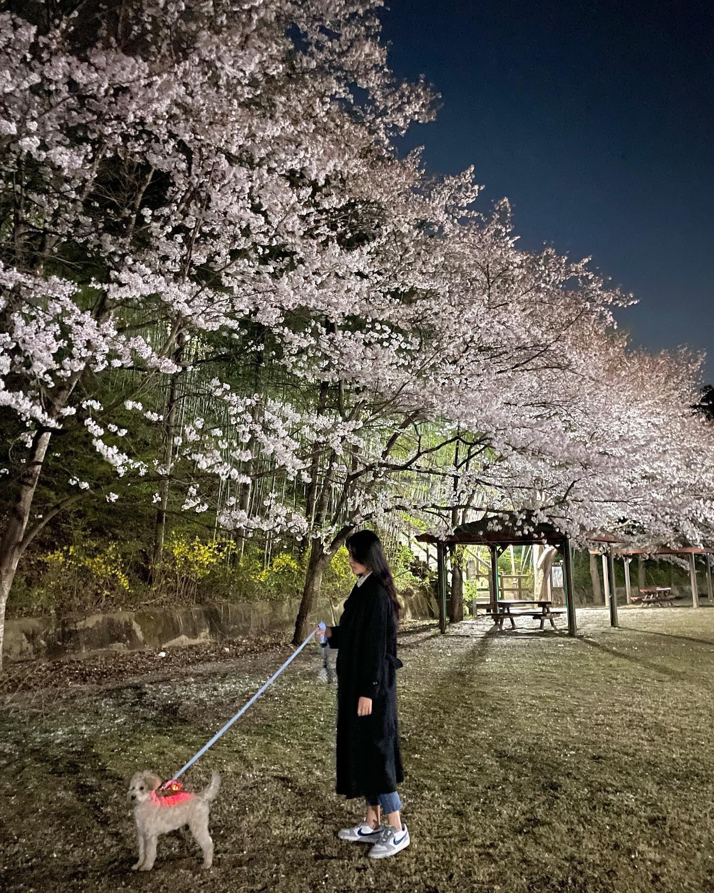 지난 🌸기록 밤 ver. 
(feat. 꽃댕이) 
매년 벚꽃구경 오는 곳 
다 떨어지기 전에 마지막으로:)