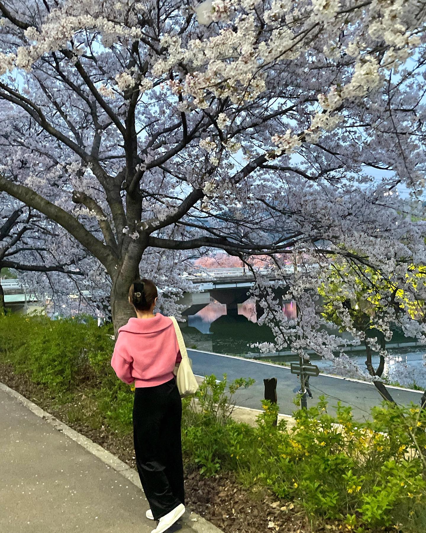 春よ, 来い
