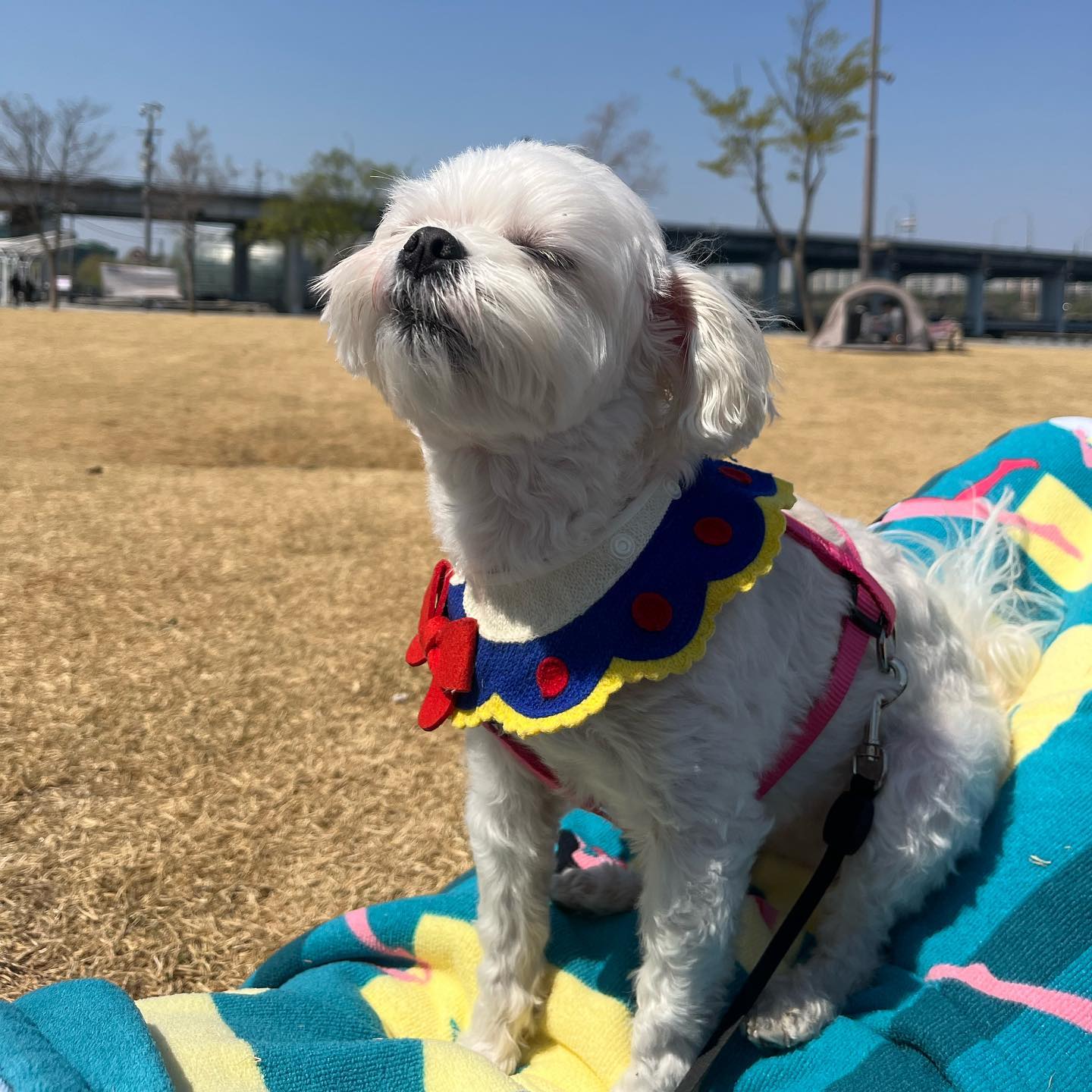 우리집에 서울이 있다 🐶