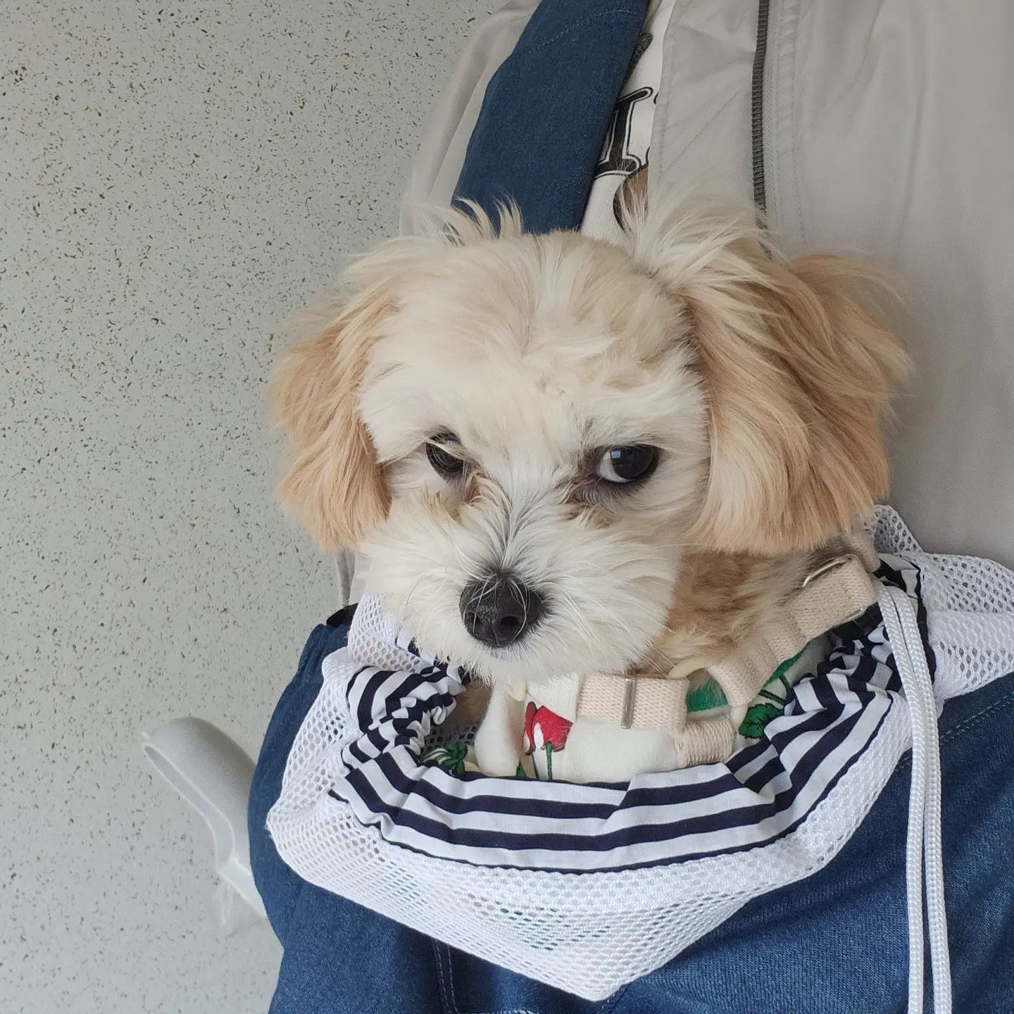 왜 째려봐😅
가방에 넣었다고 화내는 중😮‍💨
그래도 엄마 눈에는 세상에서 젤 귀엽당🥰
#반려견 #가족 #무서움 #개스타그램 #말티푸