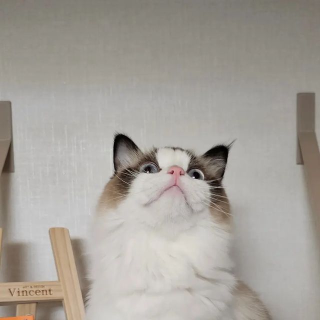 도리브리 on Instagram: "#제품제공 #협찬 #포쿠코 #오메가3 

도브가 포쿠코에서 고양이 오메가3를 선물받았어요! 

포쿠코는 반려동물과의 아름다운 동행을 응원하는 브랜드인만큼 
- 반려동물에게 유해한 영향을 미치는 첨가물 FREE
- 모든 아이들이 걱정없이 급여할 수 있게 알러지 FREE
- 10일간 급여 후 효과 없을 시 100% 무료 반품, 환불 보상제를 시행하고 있답니다! 

✔️포쿠코 오메가3
- 1캡슐당 EPA+DHA 300mg 함유
- IFOS 5star 원료
-3세대 rTG형태 오메가
-세계 3대 원료사 SOLUTEX 오일 사용
-포쿠코 전문 ITMS 포뮬러
-산패*공기*습기 완전 차단 PVC블러스터 포장
-유전자 조작 농산물 사용x
-초소형 어류 엔초비 100% 추출 원료 사용 

✔️급여방법
-영상처럼 알약 그대로 급여
-바늘이나 가위로 끝부분 조금 잘라서 습식/츄르 등에 오메가 오일만 뿌려 급여 
-브리처럼 식탐이 강하다면 츄르 살짝 묻혀서 급여해보세용 잘 먹는답니당😀

도브가 원래 먹던 오메가3랑 포쿠코 오메가3 둘 다 공정 방식부터 함량, IFOS인증 원료인것까지 다 같은데 포쿠코 오메가3가 가성비 면에서 훨 좋아서 급여하게 되었는데, 캡슐 크기도 같고 오메가 특유의 비린 냄새도 없어서 먹이면 한번에 꿀꺽 잘 먹더라구요! 

그리고 제일 좋은것중 하나!!! 참치 알러지 있는 아가들도 급여 가능한 ✔️소형어류(멸치) 추출오일이랍니다!!! 

좋은 제품 제공해준 @for_cuco 감사합니다❤️ 우리 냥냥이들 다같이 오메가 하자구욥! 

〰️이 글은 포쿠코에서 제품을 제공받아 솔직하게 작성한 후기입니다〰️ 

#광고 #강아지영양제 #강아지영양제추천 #강아지오메가3 #강아지오메가3추천 #강아지건강 #반려동물영양제 #반려견건강 #강아지건강관리 #반려견건강관리 #강아지건강습관 #포쿠코가지켜줄개 #고양이건강관리 #고양이영양제 #고양이오메가"