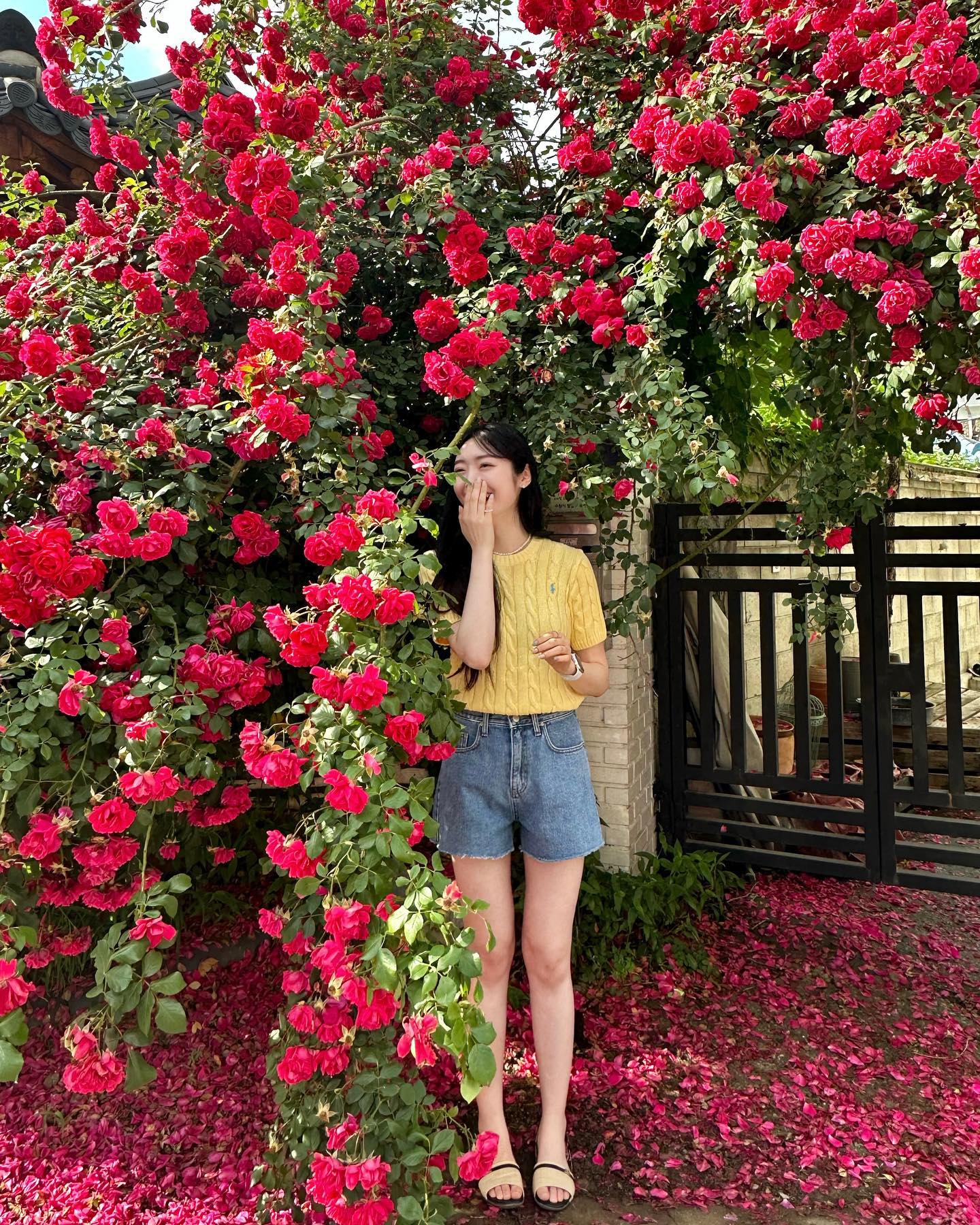 🌹🌷알러빗,♥️
꽃밭에서 찍으려면 가시도 감내해야쥬 .. 
임빠진 황박이 .. 😮‍💨 황박이임 다 모여 .ᐟ.ᐟ 

(바지 자른 거 아니고 더워서 반바지 산 거 😇)
.
.
.
#수원 #인계동 #장미