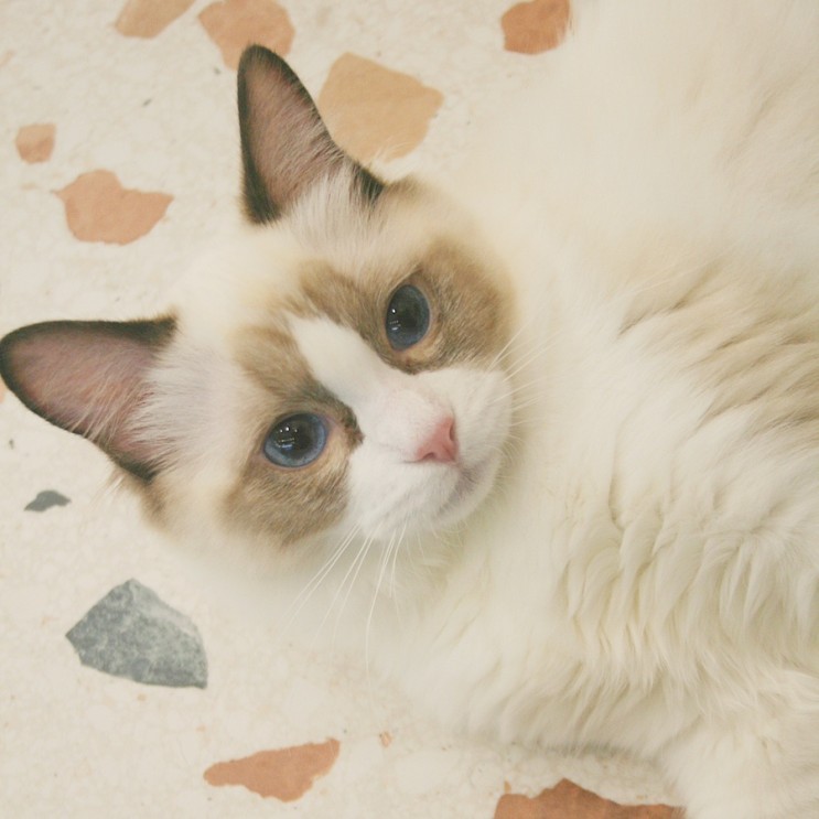 남양주 고양이카페 별내 나만 없어 고양이 댕냥이 천국