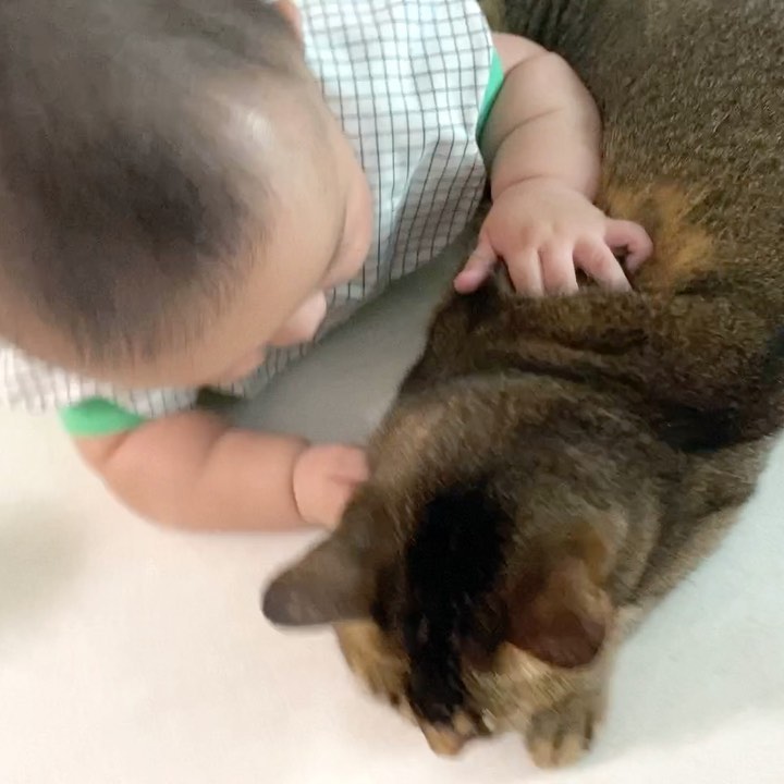 엄마랑 아기집사 노는게 재밌어 보여 꼈더니.. 
애집사 솥뚜껑 손에 잡힌 봄이🐱
주물럭 촉감놀이 강제마사지 당첨
12랄 할미는 애랑 놀아주기 고단하다 고단해.. 

아무렇지 않은척 참아 주다가 
애집사 꼬꼬맘에 한눈 판 사이 ㅌㅌ 성공🎉

너네둘 캐미에 엄마는 배꼽잡기가 바쁘고요🤣
애집사 조물조물 손도 정말정말 너무너무 귀엽고 
우리봄이는 정말정말 너무너무 착하다……💗

#천사야옹이 #아비시니안 #육아육묘
#아비시니안루디 #귀여운고양이 #우리집고양이 
#야옹이 #귀여운게최고야 #abissinian #아비시니안
#야옹이그램 #반려묘 #집사 #냥스타그램 #우리집고양이귀여워 #아기와고양이가사는집 #아기와고양이