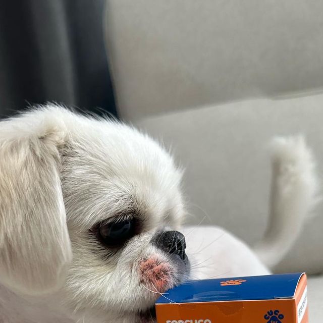 채민아 on Instagram: "#협찬 #광고 #포쿠코 #강아지영양제 #강아지영양제추천 #강아지오메가3 #강아지오메가3추천 #강아지건강 #반려동물영양제 #반려견건강 #강아지건강관리 #반려견건강관리 #