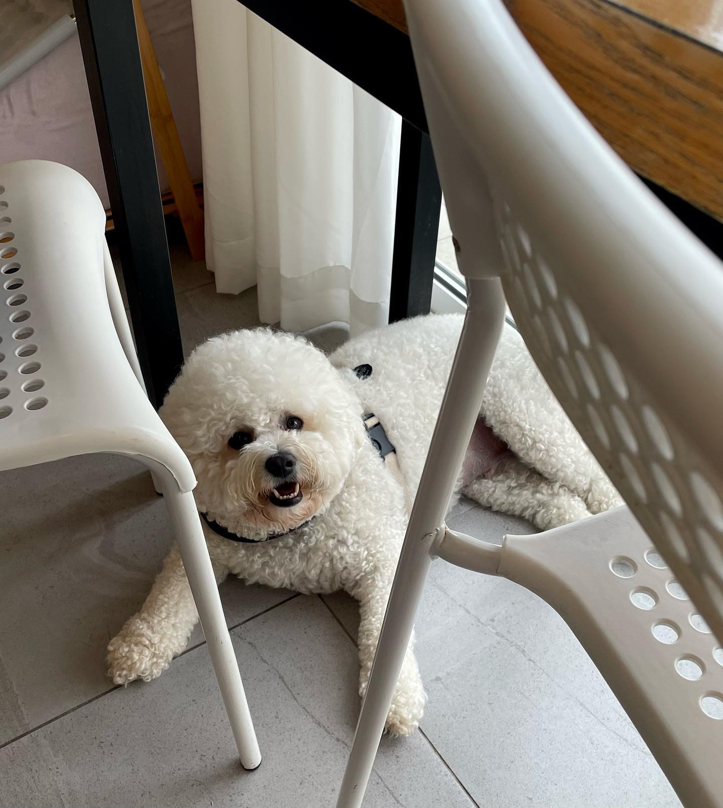 낮에 나왔다가 녹아버리는 줄 ,,! 
카페로 피신 ૮ ˃̣̣̥᷄ᴥ˂̣̣̥᷅ ა 💦