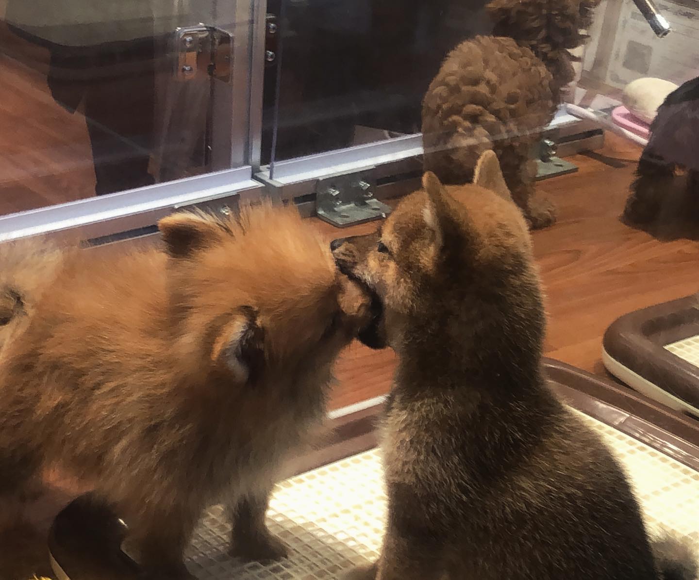앙시바🐕❣️