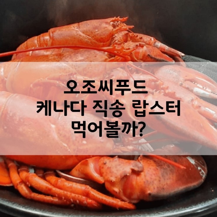 강동구맛집 오조씨푸드 캐나다 직송 랍스터 최고네!