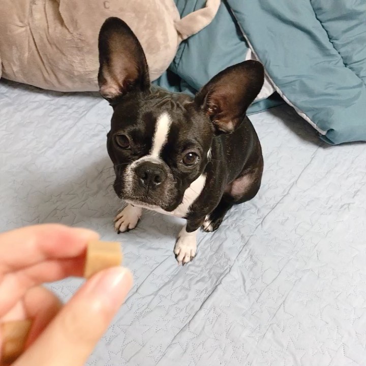 돼지토끼 하쿠 🐶❤️ on Instagram: “요즘 하쿠가 제일 좋아하는 간식 ♥️살좀뺄개♥️ 맛있는지 역시나 너무너무 잘먹는 하쿠쿠🙈 기호성도 아주 좋은데 저칼로리라니 간식으로도 딱인 것 같아요☺️👍🏻 전혀 딱딱하지도 않고 말랑말랑한 식감이라 하쿠는 순삭 ㅋㅋㅋㅋㅋㅋㅋㅋㅋㅋ 😆 반려견 체지방…”
