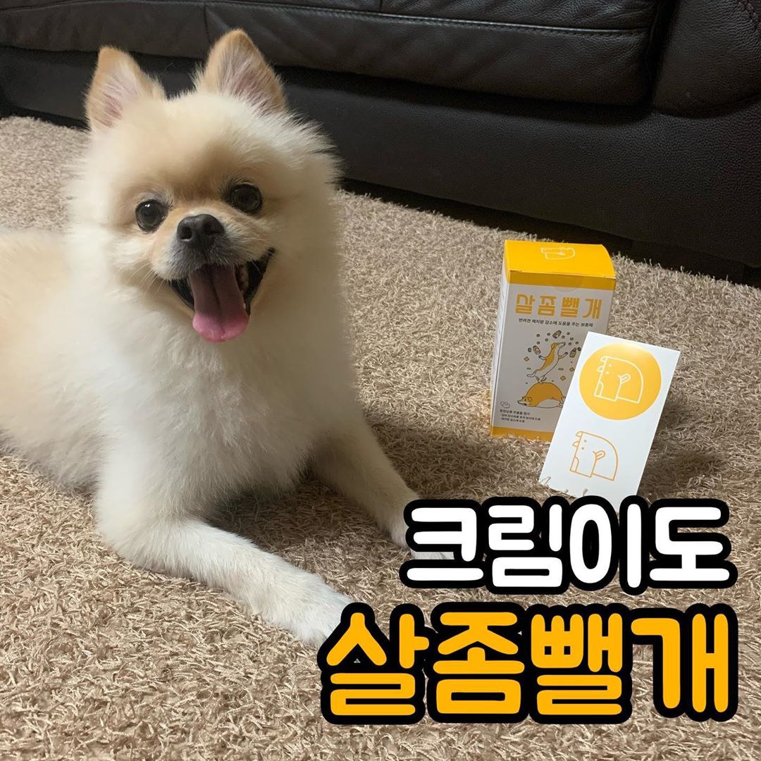 포메라니안 크림(CrEaM)🐶 on Instagram: “⠀ 살좀뺄개 체험단 리얼후기🐾 ⠀ ⠀ 리뷰쉐어를 통해 살좀뺄개 체험을 하게 되었어요💙 ⠀ 크림이가 다른 친구들보다 골격이 크고 몸무게가 많이 나가서 영양제 도움 받아 건강하게 살도 뺄 겸, 간식도 줄 겸 신청했는데 이렇게 한 달 동안 체험할 기회가…”