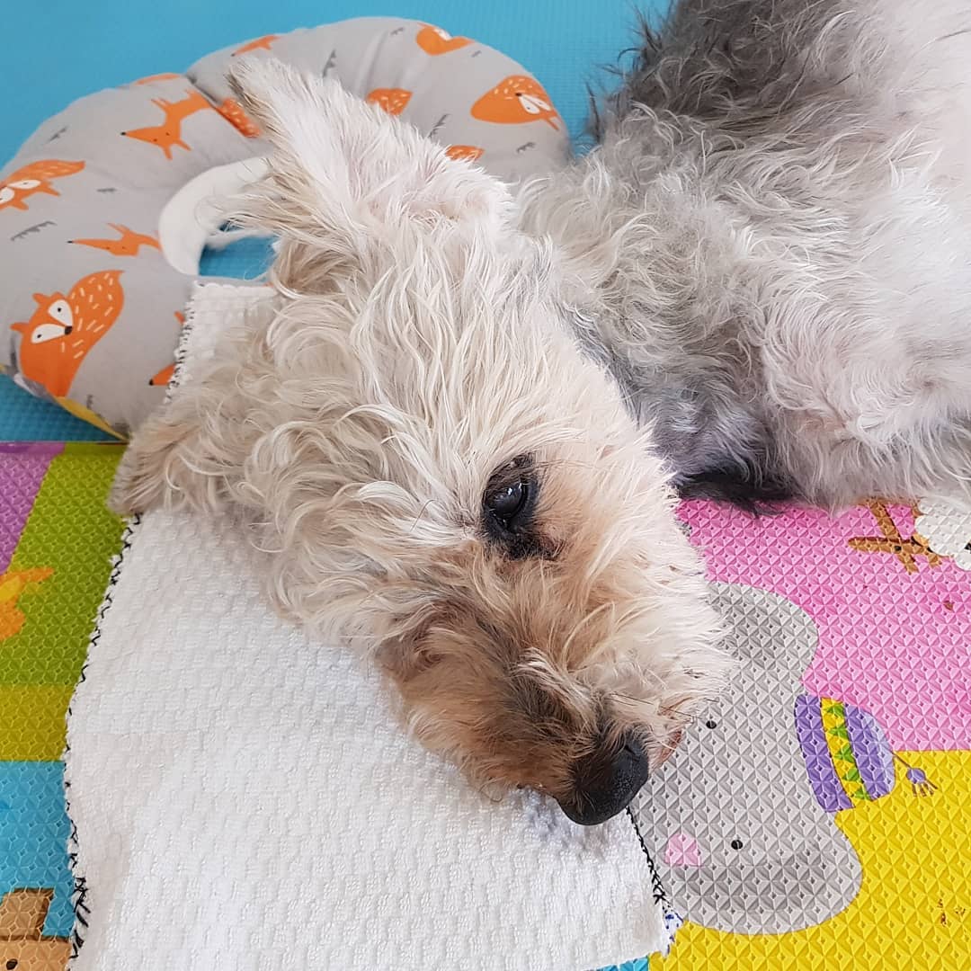 🐕🚶‍♀️
.

새벽 6시반
백만년만에 동네 어린이공원 산책~
.

일부러 사람없는 시간에 나갔는데
동네 어르신들 나와계심....
이 느낌 뭐지? 🙄
.

그래도 아이들이 없어서 안심이다.
베컴도 좋은지 꽃사슴마냥 껑충~ 껑충~
.

동네 고영희씨들이 있지만 베컴은 신경 안쓴다. 
사실 잘 안보이는거겠지...😥
.

한참을 돌고 들어와서는 떡 실신~
시원하게 아이스팩을 베개 삼아 꿀잠 중!
진짜 자는거 맞아? 요즘 눈을 뜨고잠...🤔
.
.
.
.
.

#베컴
#슈나우저
#살이빠져서
#하네스가크다
#같이늙어가는중
#산책은나도힘들어
#베컴은16살
#노견만세
#사지마세요
#입양하세요