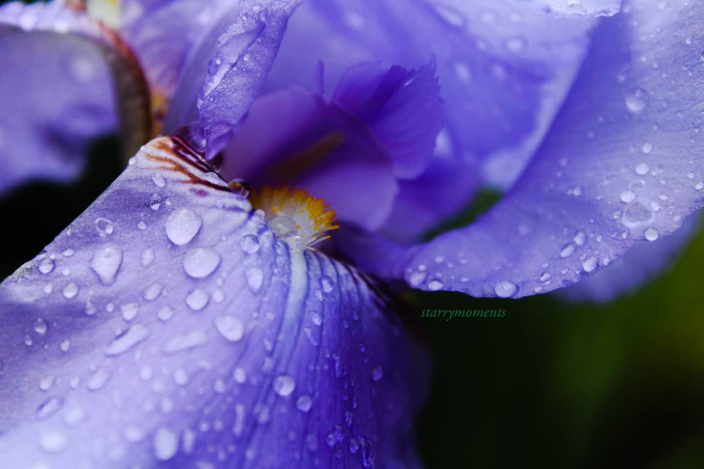 🌸💜

Ignore:...
#photographer #photography #myphotography #myphoto #hobbyfotografie #hobbyphotograph #hobbyphotographer #hobby #mypic #naturelover #naturephotography #naturephotographer #nature #flowers #blossom #colourfulnature #lovely