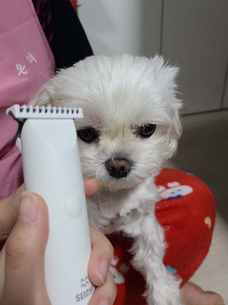 강아지 이발기, 강아지 미용기구 세이치 초보자도 쉽게 해요
