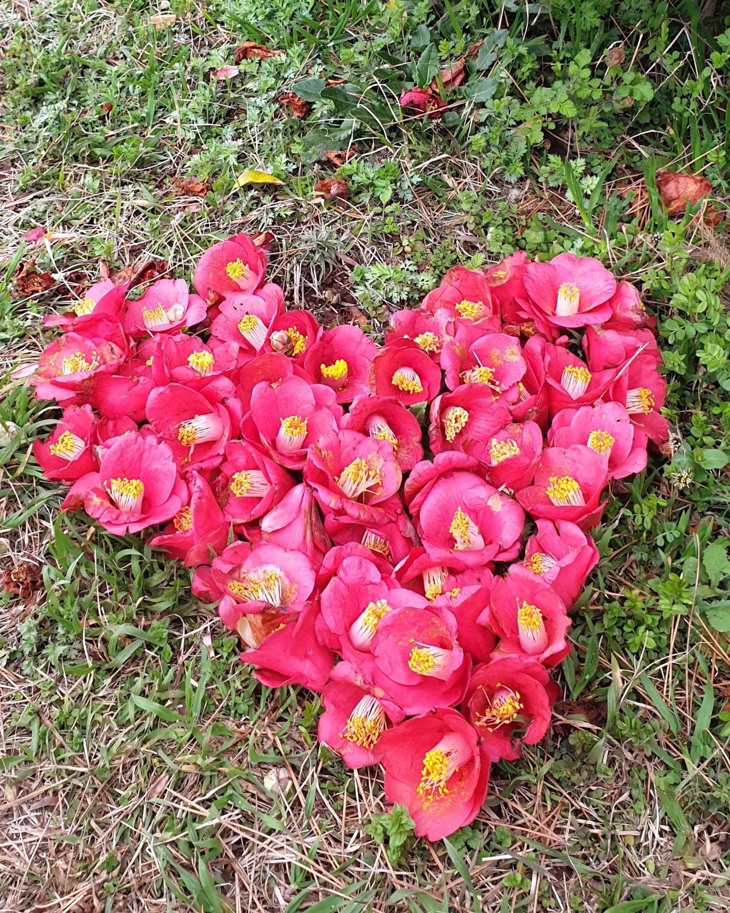 ㆍ
제주도 동백꽃🌺
ㆍ
도두봉에 누군가가
동백꽃으로 이쁜 하트를
만들어놓고 갔더라구요~
ㆍ
♡제주사랑이 느껴지는
하루~♡
ㆍ
ㆍ
#제주도#벚꽃#동백꽃