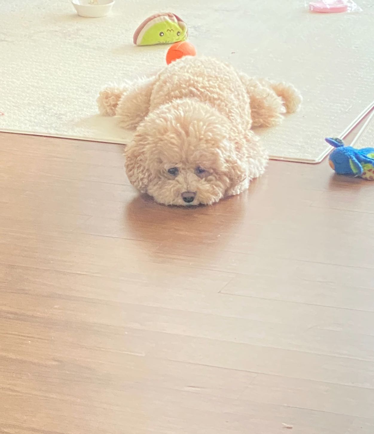 공 언제던져쥴꼬야......베니왕삐짐🏉