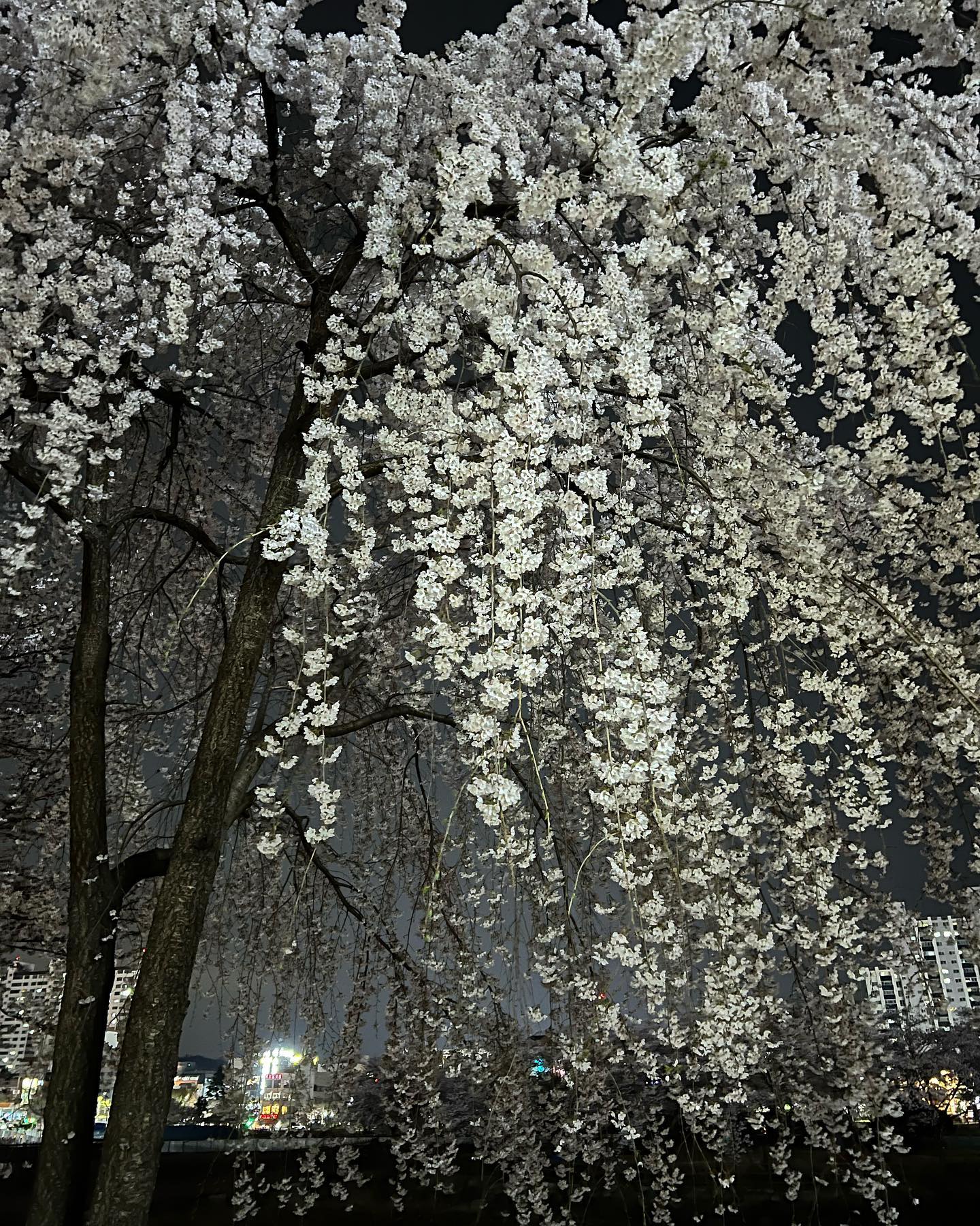 콘텐츠