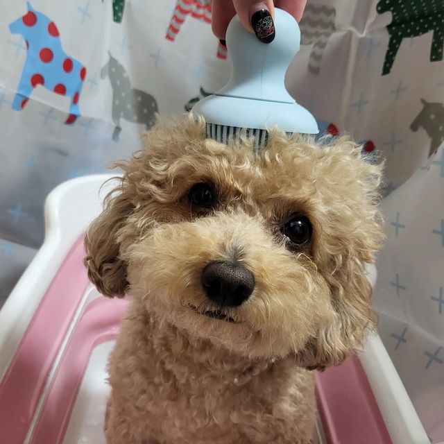 조테디 𝕋𝕖𝕕𝕕𝕪 on Instagram: "#광고
 평소에 비건 화장품에도 관심 많은 울누나가 비건 강아지 샴푸를 협찬 받았지 뭐얌😝

헨로포우 비건 샴푸는 동물 실험, 동물성 원료가 없는 비건 인증 강아지 샴푸야 !!!

샴푸&컨디셔너 올인원 제품이라
귀차니즘 심한 울누나한테는 아주 딱이야ㅋ..

어제 이 샴푸로 목욕해봤는데 같이 주신 브러쉬 모가 엄청 부드러웠구

브러쉬 내부에 샴푸를 넣고 브러쉬 손잡이 누르면서 씻으니까 거품이 바로 나오더라고 ?!
평소에 샴푸를 거품망 이용해서 썼었는데 브러쉬 하나로 끝나니까 너무너무 편했어!!

저번주말 캠핑 다녀와서 털 사이에 먼지, 각질 장난 아니었는데 깨-끗 해졌구

나같은 빠글이 친구들은 알겠지만 목욕 후 머리털 빗질할때 엉키는거 없이 부드럽게 빗질 될때 기부니가 조크든여⭐️

털이 부들부들 트리트먼트 한것처럼 부드러워서
빗질도 빠르게 끝낼수 있었따!!!

향도 좋아서 아주 맘에들어 😁

샴푸 다 써가는 칭구들 완죠니 추천!!!

@henlopaw

#광고#강아지샴푸#강아지브러쉬#강아지비건샴푸#헨로포우샴푸#헨로포우비건샴푸#헨로포우버블브러쉬#버블브러쉬#강아지목욕템 #푸들빗질"