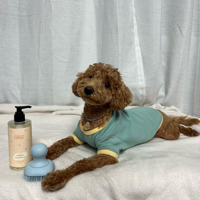 내이름은 바르🐶 on Instagram: "#광고
🐶바르가 헨로포우 비건샴푸를 써봤어🐶

우리 멈머들한테 목욕은 아주아주 중요하지🤔
근데 아무 샴푸나 쓸순 없잖아🫶🏻

헨로포우 비건샴푸는
💛 동물실험, 동물성 원료가 없는 비건 인증 강아지 샴푸
💛 동물용 의약외품 인증 완료
💛 자연 유래 성분으로 보습, 윤기, 영양관리
💛 샴푸&컨디셔너 올인원

헨로포우 비건샴푸는 일단 향이 너무 좋았고, 비건샴푸라서 거품이 안날까봐 걱정했는데 거품도 풍성히 잘 나서 좋았어👍🏻
무엇보다 브러쉬로 목욕하니까 각질이나 노폐물 제거에 탁월하더라구
바르는 털색깔이 하얀색이 아니라서 꼬질꼬질한게 잘 보이지는 않지만
눈꼽이 잘 끼는편이라서 항상 목욕할때 얼굴을 열심히 닦고있거든😝
확실히 비포&애프터 차이 보이지?
샴푸 유목민에게 추천할게🧡

#강아지샴푸#강아지브러쉬#강아지비건샴푸#헨로포우샴푸#헨로포우비건샴푸#헨로포우버블브러쉬#버블브러쉬"