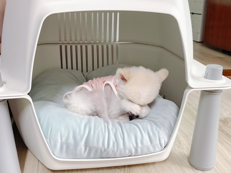 두가지로 활용할 수 있는 강아지집 두잉비잉 강아지 돔하우스
