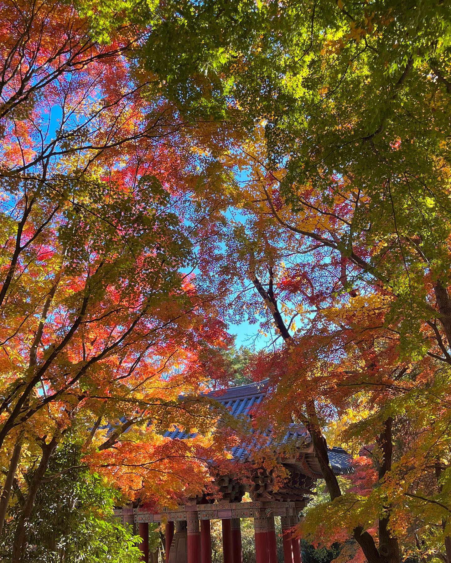 경주 불국사의 가을🍁