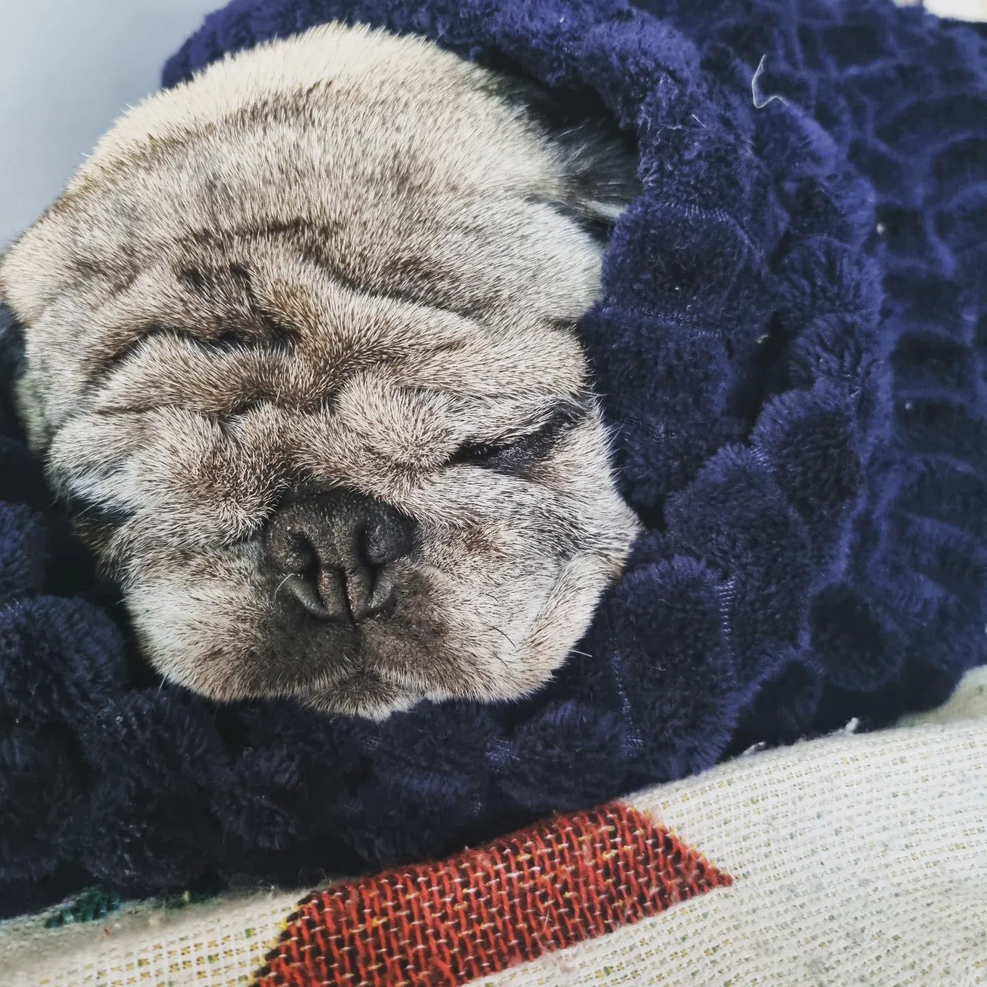 담요속으로. 쏙~~
우리 뭉치
춥구나 🐶

흰털봐ㅠ
많이 늙엇어 
.
.
.
#퍼그라이프 #뭉치랑뭉탱이 #퍼그램 #퍼그홀릭 #퍼그는사랑입니다💕 #퍼그스타그램 #퍼그사랑 #퍼그가족 #퍼그일상