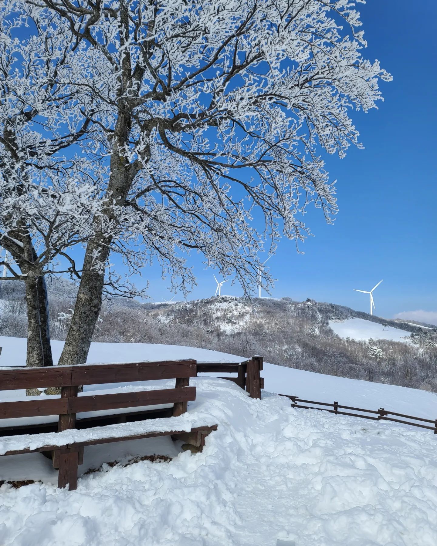 #상하목장#대관령
내가 사는 세상과는딴 세상 ❄️❄️❄️
뭐지?왜 이렇게 아름다운건데!
눈 쌓인 상하목장 너무 멋져요.
지금은 양들은 못보지만 전망대까지 차로 올라갈 수 있으니 겨울에 꼭 가보세요! ! !
산 위로 올라갈수록 바람이 많이 불어요~눈싸대기 맞아보니 진짜 아파요🥶 ㅋㅋㅋ
#강원도평창#강원도여행#강원도여행지추천