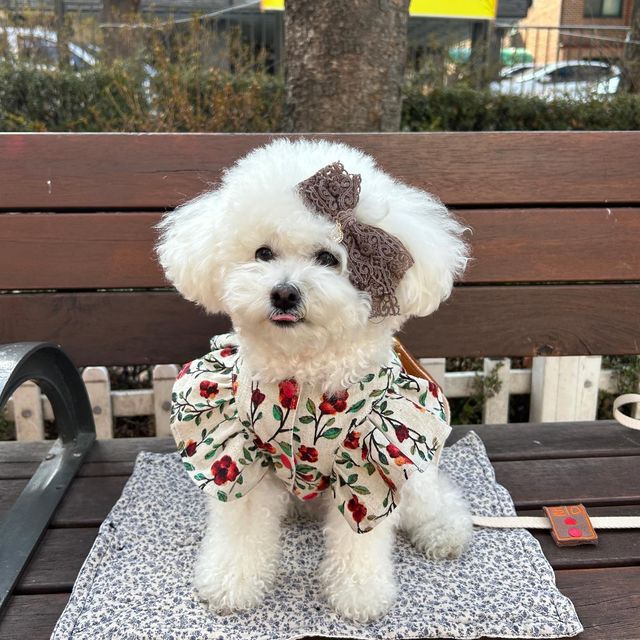 토이푸들 miro🤍 on Instagram: "🤎#협찬

못본 사이 빵실빵실 털찐 내새꾸
새 하네스 입고 뛰어보자 폴짝-!✨

-
린넨광목원단에 안감은 다이마루원단을 사용하셔서
너무 흐물거리지도 않고 얇지도 않고 봄~여름엔 단독으로,
가을~초겨울엔 이너티 입고 입어주면 딱 좋을 것 같아요🤎
특히 ML사이즈가 있어서 미로처럼 사이즈가 애매한 아이도
선택하기 참 좋았어요-!
한겨울 빼곤 오래오래 입을 수 있으니
곧 다가오는 봄을 위해 새 하네스 마련해보세요☺️🤎
@a_choco_shop"