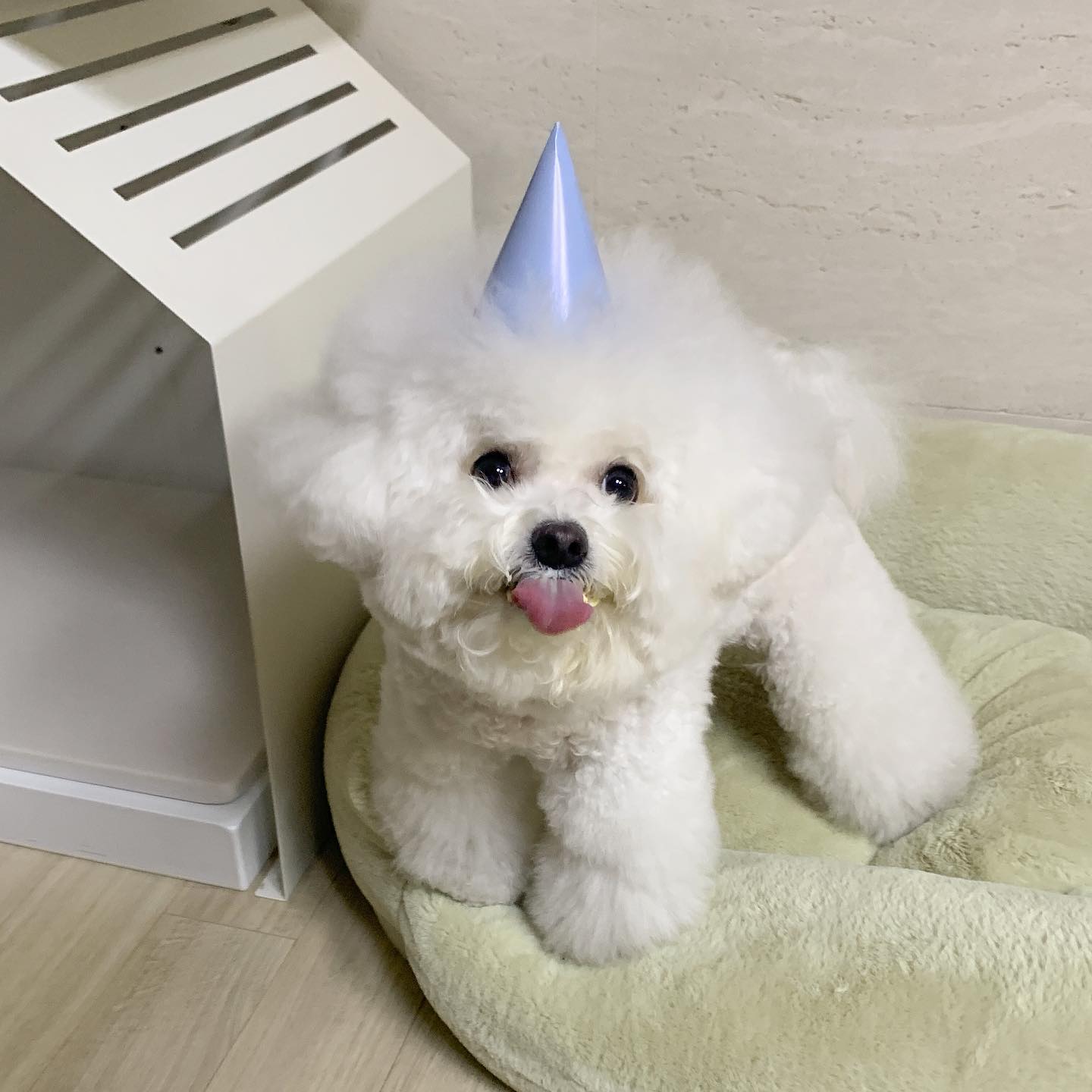 #HBD 
배고프다고 해서 사진도 대충 찍어버린 4살 생일 ..ㅠ 그래서 케이크 사진도 없지만 잔디가 맛있게 즐겼으면 됐지! 생일 축하한다 잔댜~!~! 언제나 따랑해🫶🏻🫶🏻