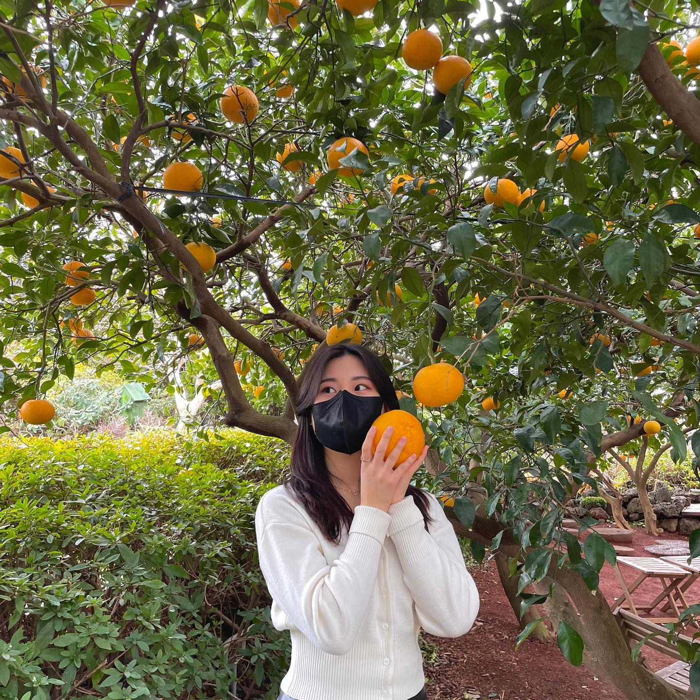 🍊