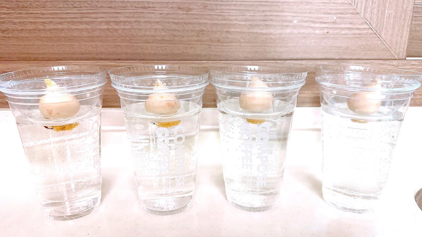 이웃님께서 주신 튤립구근.
일단 수경으로 도전!
이쁘게 꽃을 피워보겠어!!
.
#튤립 #튤립구근키우기 #튤립구근🌷 #튤립구근수경재배 #봄이오는소리 #봄맞이꽃 die_leserin_