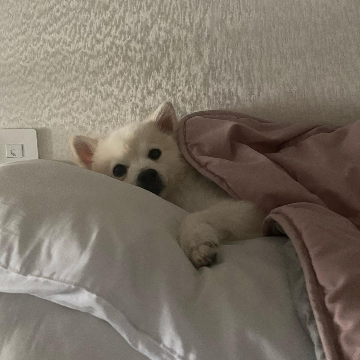 포근하개 🐶