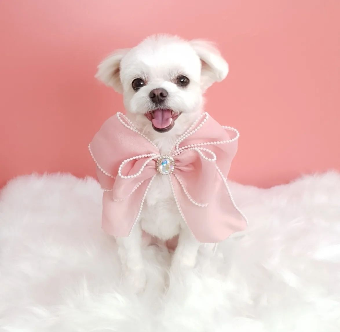 💇‍♀️둥이 입금 후 모습 푼다!💸
애듀라!!! 14일에 미용하구 미용실에서 사딘찍어주셨능데 견생샷이 나온거가태🤩 어제 사진받았는뎨 너모 맘에들오😍

마지막 사진은 입금 전...! 털복둥이! ㅋㅋㅋ🐶
귀는 짤똥해졌지만 미모는 업구래이드해뗘🆙️

유명한 멈무도 다니는곳! j.on_pet
#사진맛집 #사진관아니고 #강아지미용실
#제이온펫 #제이온펫트리밍 #송파구강아지미용 #송파구주민 #아닌데도불구하고 #가는이유가있다 #📸❤️ #금손💇‍♀️