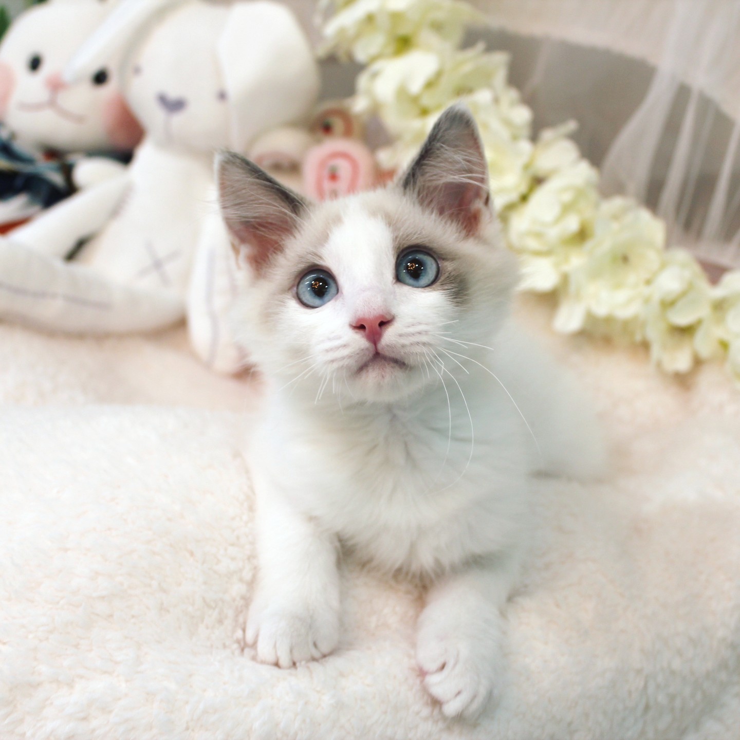 푸른 눈이 매력적인 활기찬 랙돌 고양이 가족 찾습니다♥
.
📞010.3025.8812
.
📍경기도 의정부시 금신로296번길 58, 1층
📌365일 연중무휴/24시간 상담가능
🚗매장 바로 앞에 주차가능
.
⏰분양문의가 많고, 분양이 빨라요! 지금 바로 연락하세요.
.
#고양이 #고양이분양 #랙돌 #렉돌 #랙돌분양 #렉돌분양 #의정부고양이분양 #양주고양이분양 #나비캣의정부점