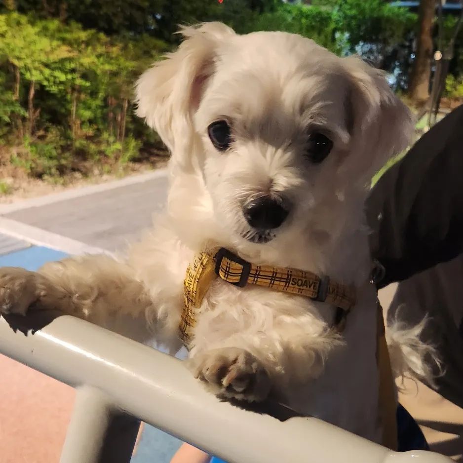 미용 전❤️
미용 후.....
역시 짜미 털빨..🐶🐶
.
.
.
.
.
.
.
#말티즈그램🐶🐾#말티즈미용#8살#짜미그램#견주일상