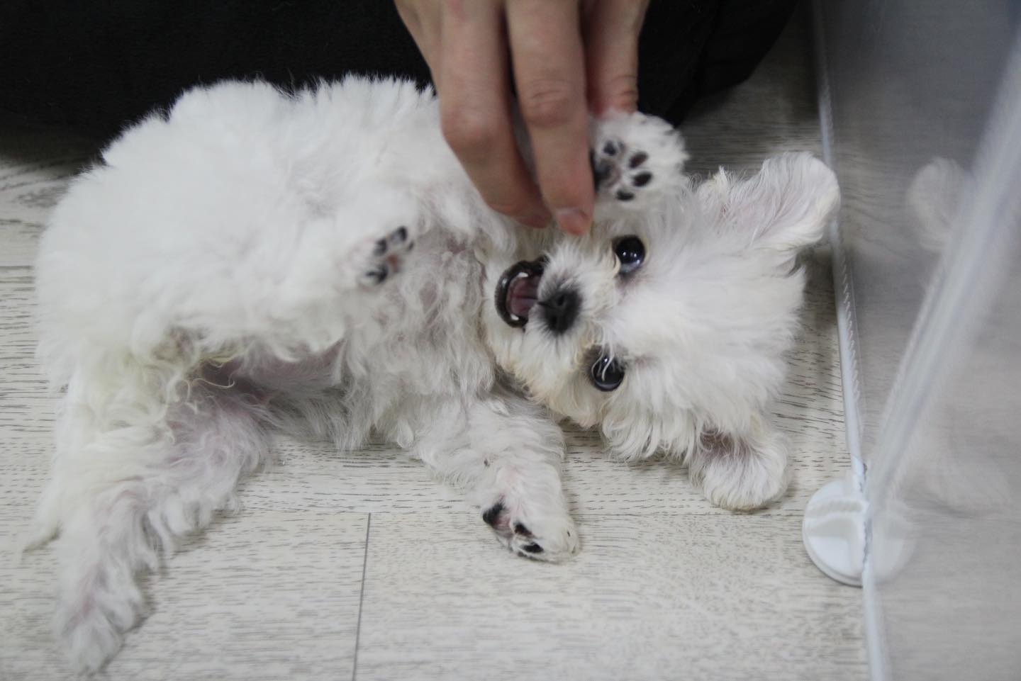 꼬질이