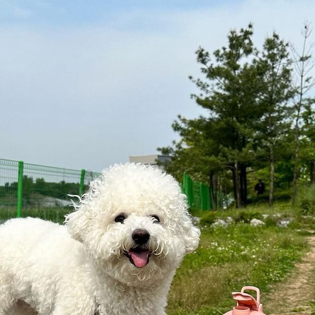 조랭_제림 on Instagram‎: "#협찬 핑쿠왕쟈 조랭이의 산책 필쑤품 💦 물샘도 없고 간식통까지 일체형이라 넘나 편하다구 (๑❛ڡ❛๑) + 산책해서 넘나리 신난 쪼댕이 🤍"‎