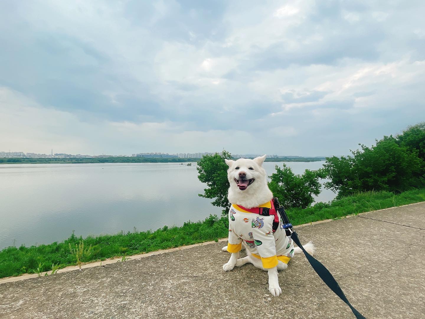2023.05.18 팔당댐🌊

오랜만에 보리 생존신고🐶

보리는 아주 잘 지내고 있어요♥️

#평일산책 #멍스타그램 #도그스타그램 #댕댕이그램 #🐶 #진도믹스