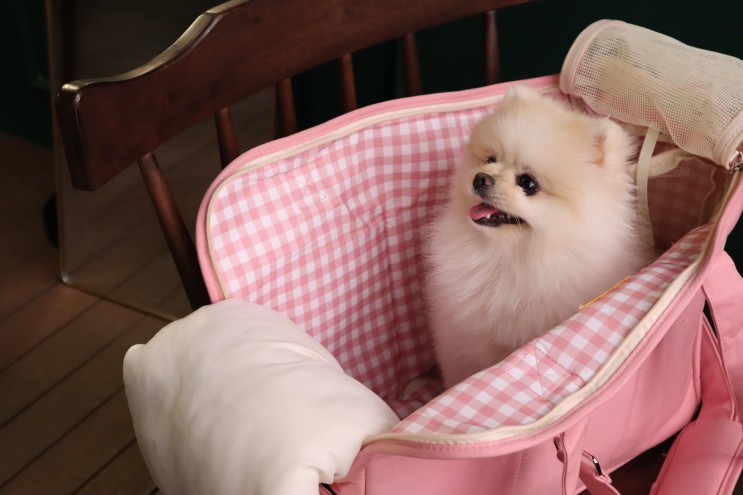 강아지 이동가방 강아지 슬링백 추천, 편한 강아지가방