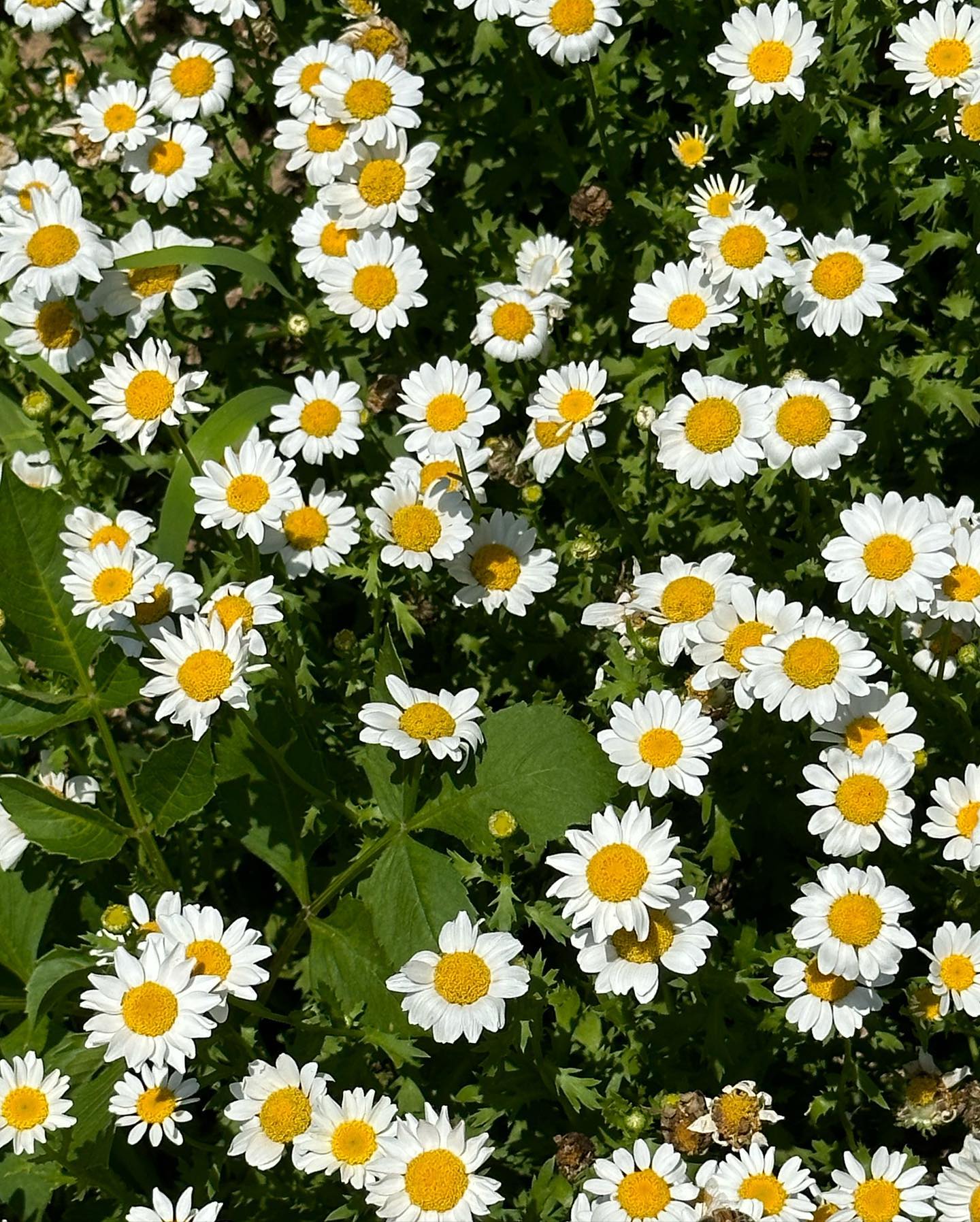 F l o w e r