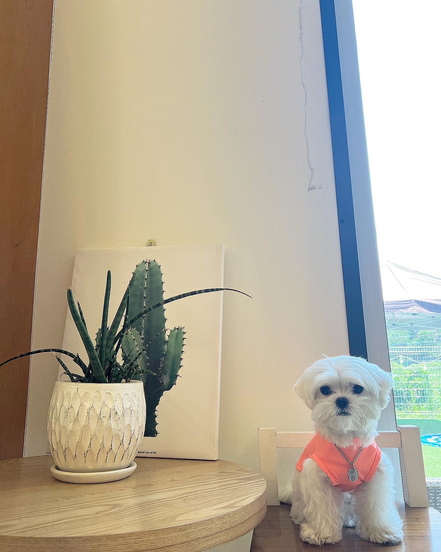 하마는 털쪄서 못생겼지만..😂
집이랑 생각보다 가까운데 몰랐던 애카‼️
아지트 같은 느낌이 너무 좋았구
애카인데 음식이 진짜 존맛탱이었따..❤️

🏷️카페독채 cafe._.dogchae 

#애견카페#애카#수원애카#봉담애카#화성애카#애동카#음식맛집#강아지#강아지하마#말티즈#말티즈하마#물먹는하마#하마#댕스타그램#멍스타그램#댕댕이스타그램#멍멍이스타그램#멍팔#맞팔#댕팔#맞좋#댕좋#멍좋#애견모델#모댈#애견협천#협찬#공구#디엠주새요#추천