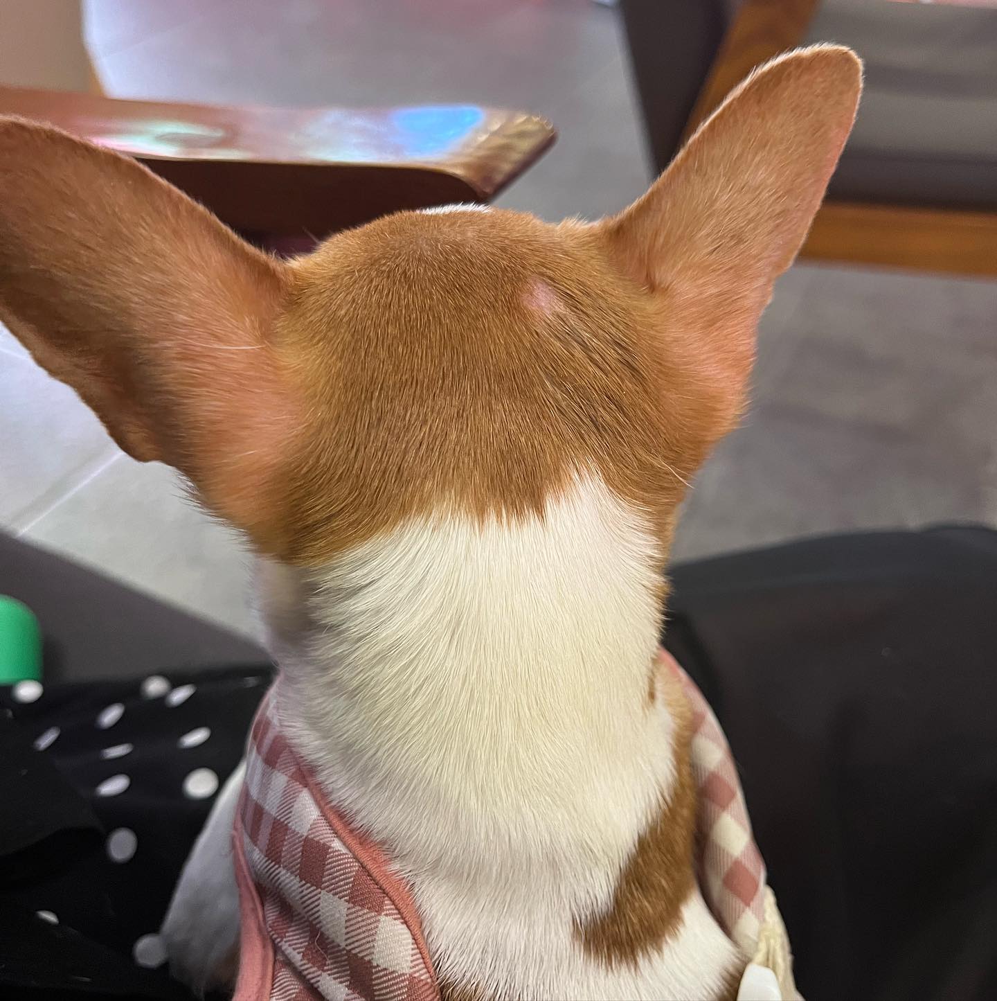늠름한 뒤통수와
그렇지 못한 땜빵 🐶❣️