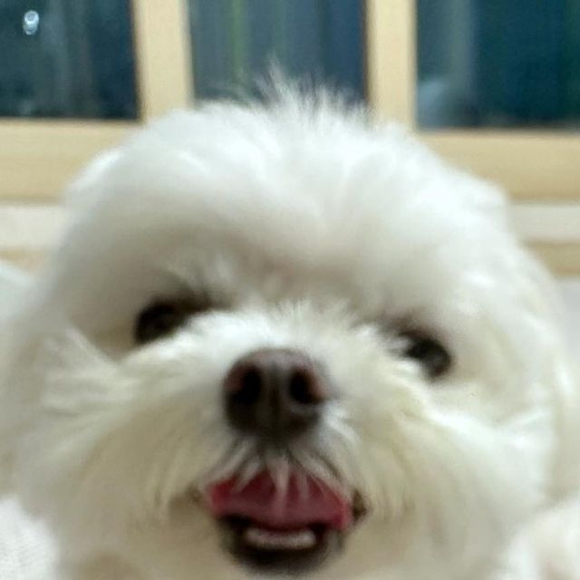 @mong2love on Instagram: ". #광고 ❤️댕냥이를 위한 22가지 필수영양소 및 항산화제 ❤️말티즈는 관절이 안좋은종으로 유명한데요. 미리미리 관절영양제로 관리해주고있어요☺️ ▪️강아지