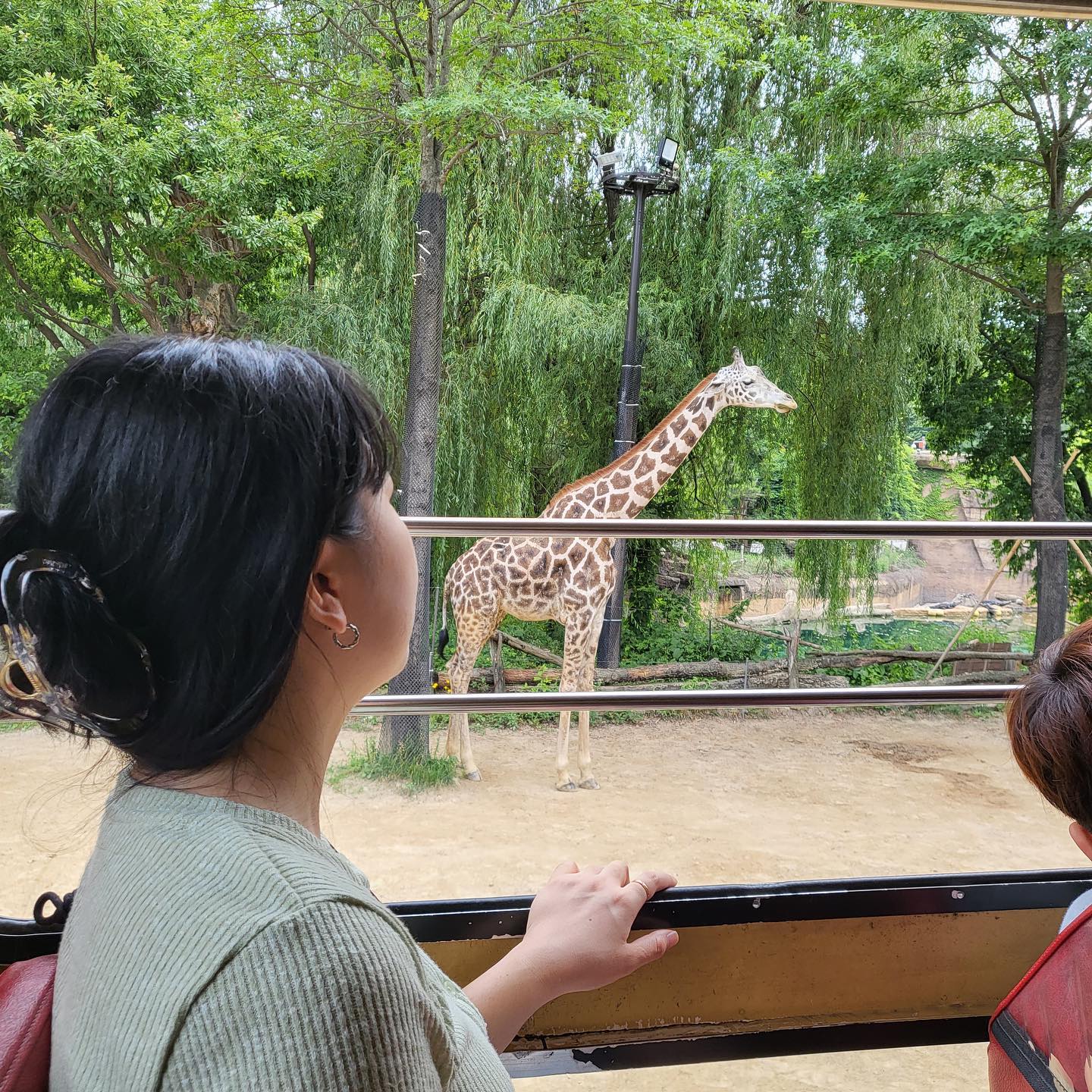 기린아 기림아 안녕🦒

#에버랜드 #로스트밸리 #기린 #용인