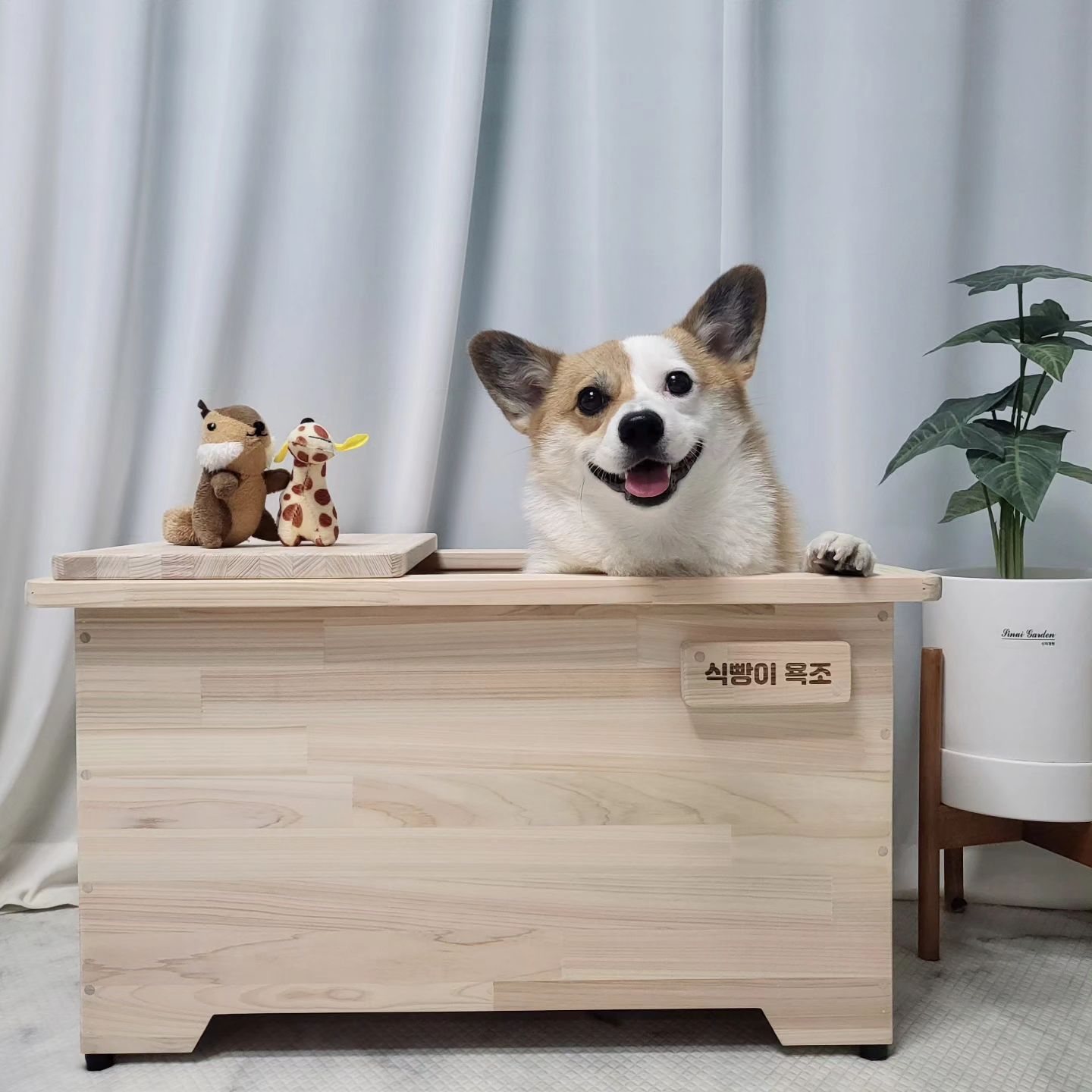 웰시코기가 피부가 안 좋다해서 미리 관리를 위해 욕조 마련~~~🍞🧡
편백나무 히노끼 욕조가 진드기등 해충예방이랑 피부질환에 좋다해서 편백나무로 구입했어용! 
벌써 3번째 사용인데, 사용할 때마다 식빵이가 조는 거 보면 편안해하는 거 같고 피부도 좋아지는 거 같아 대만족💖
욕조도 튼튼하고 예뻐서 강추강추!!🥰👍

🏷cattopia_korea 

🍞4번째 영상: 다리 짧아서 스스로 못 들어가는 귀여운 식빵이(결국 마지막에 낑낑대며 포기😂)

#강아지욕조 #강아지목욕 #dogbath  #사지말고입향하세요 #욕실인테리어 #강아지스파관리 #corgilife