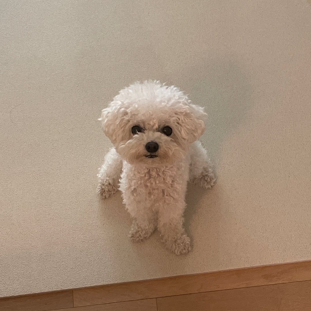.
거 참 째째하게 굴지 말거
거! 고구마 하나 던지란 말입니도!

최근 식탁 습격에 맛 들이더니
요즘 취미는 ”엄마 간식 노리기“

그렇게 보면 내가 어떻게 안주니 ㅠㅠ