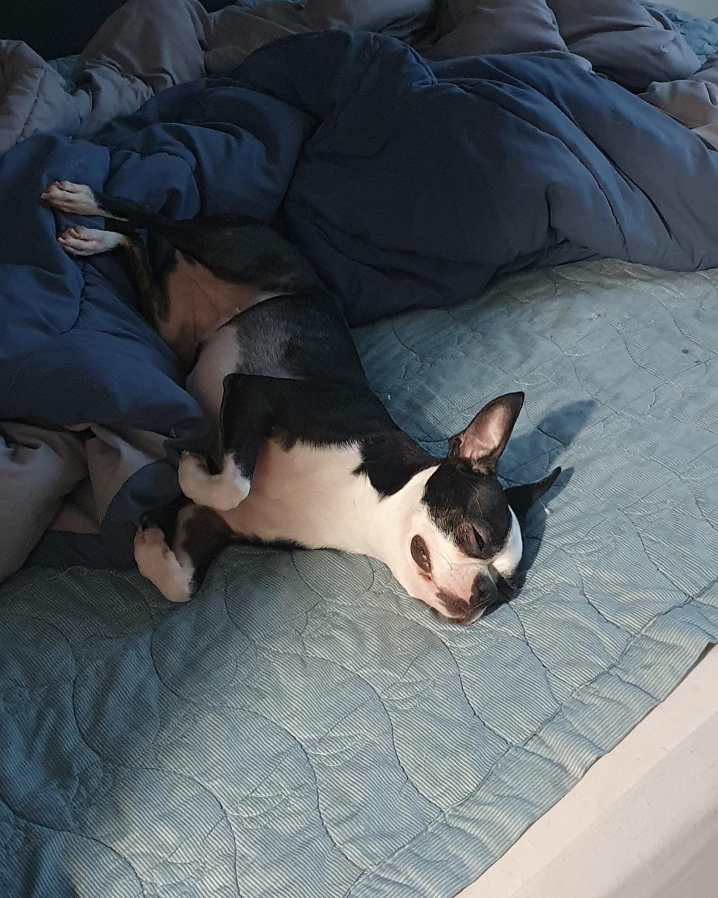 #산책은힘들어🐾 #여름 #보스턴테리어 #마메시바 #bostonterrier #shiba